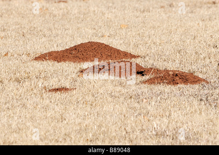 Schäden an Grünland, verursacht durch Dämme der pocket gopher. Oklahoma, USA Stockfoto