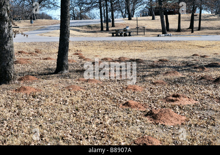 Schäden an Grünland, verursacht durch Dämme der pocket gopher. Stockfoto