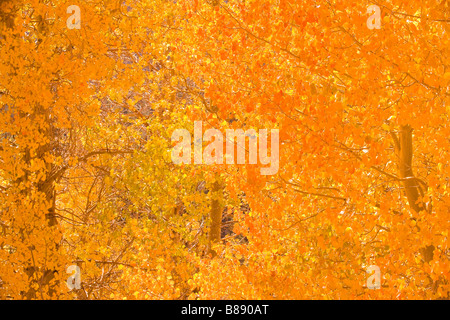 aspen (Populus tremuloides) trees in fall colors Sonora Pass Sierra Nevada Mountains California United States of America Stockfoto