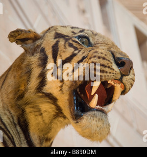 Gefüllte Tiger Stockfoto