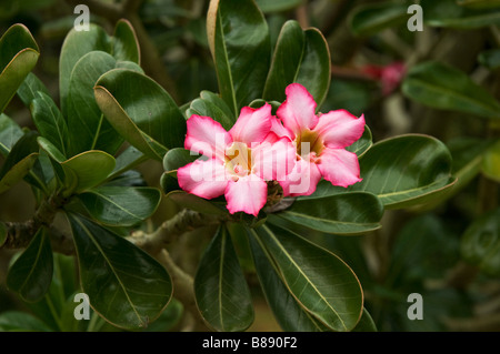 Desert Rose Adenium Obesum Lobelia Familie Kanapaha Botanical Gardens Gainesville Florida Stockfoto