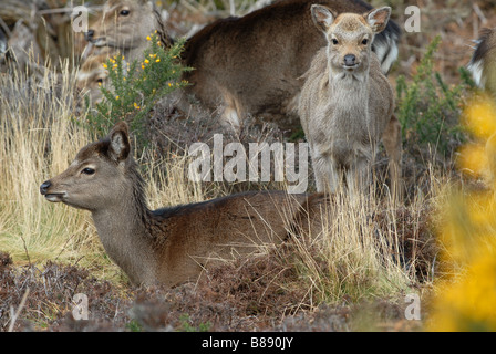 Sika Hirsch Cervus Nippon Weibchen mit jungen Stockfoto