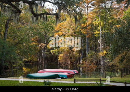 Farben des Herbstes im Manatee Springs State Park entlang der Suwannee River North Florida Stockfoto