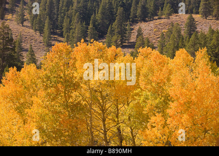 Espe (Populus Tremuloides) Bäume in Herbstfarben Sonora Pass Sierra Nevada in Kalifornien Vereinigte Staaten von Amerika Stockfoto