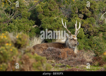 Sika Hirsch Cervus Nippon Erwachsenen Buck ruhen Stockfoto