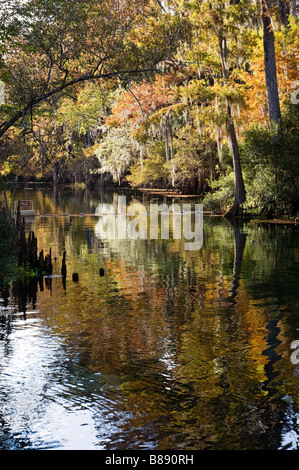 Farben des Herbstes im Manatee Springs State Park entlang der Suwannee River North Florida Stockfoto