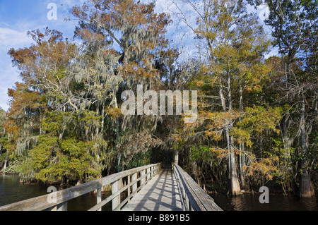 Boardwalk und Herbst Farben im Manatee Springs State Park entlang der Suwannee River North Florida Stockfoto