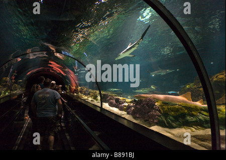 Anzeigen von Unterwasser Tunnel am Shark Encounter, Sea World, Orlando, Zentral-Florida, USA Stockfoto