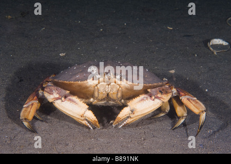 Dungeness Krabbe Krebs Magister einem wichtigen Geschäfts- und Sportfischerei reichen Alaska nach Kalifornien Stockfoto