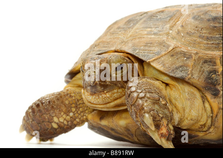 Junge Überland Schildkröte auf weißem Hintergrund Stockfoto