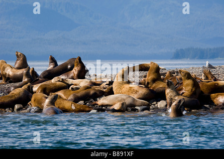 Steller Seelöwen Eumetopias Jubatus auf Haulout Alaska Stockfoto