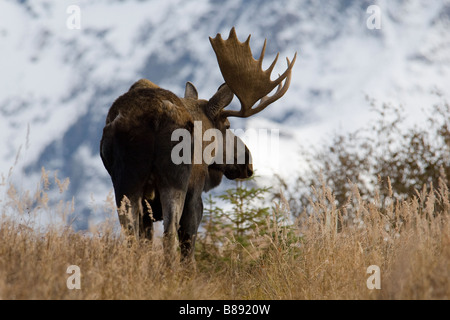 Stier Elch-Alces Alces im Herbst Alaska Stockfoto