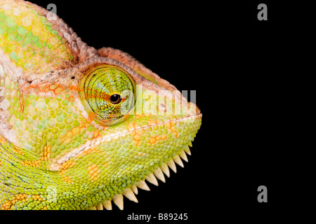 Kopf und Gesichtszüge ein verschleiert Chamäleon, Chamaeleo calyptratus Stockfoto