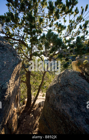 Baum und Felsen Mt Lemmon Santa Catalina Mountains Tucson Arizona Stockfoto
