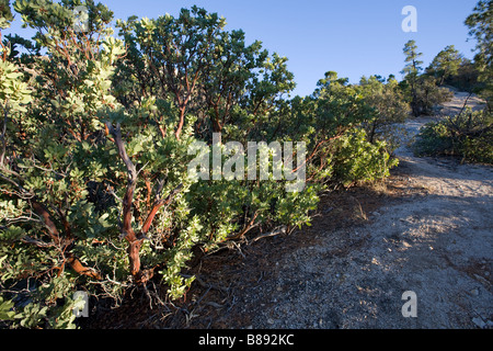 Manzanitas säumen den Big Bug Trail auf den Mount Lemmon Santa Catalina Mountains, Tucson. Arizona. Stockfoto