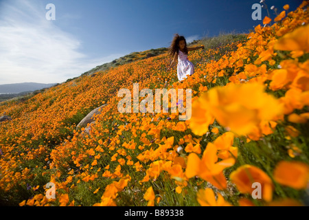 kleines Mädchen 7 Jahre alt Kommissionierung California Poppies von einem Hügel in Lake Elsinore riverside County Kalifornien Usa Herr Stockfoto