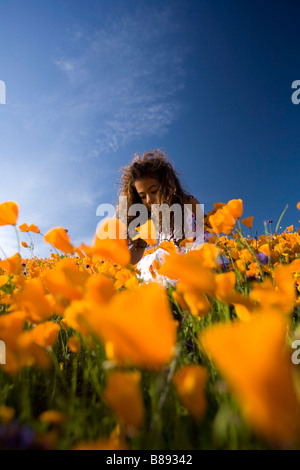 kleines Mädchen 7 Jahre alt Kommissionierung California Poppies von einem Hügel in Lake Elsinore riverside County Kalifornien Usa Herr Stockfoto