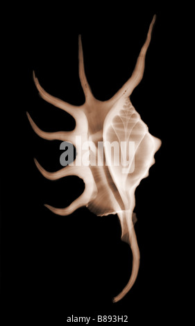 X-Ray ein Spider Muschel Lambis sp Schale Stockfoto