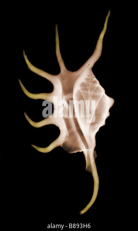 X-Ray ein Spider Muschel Lambis sp Schale Stockfoto