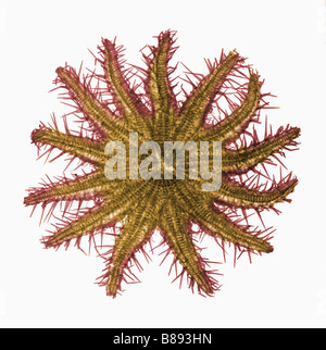 Ein X-Ray eine Krone von Dornen Starfish Acanthaster planci Stockfoto