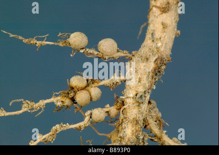 Stickstoff-Fixierung Knötchen von die Erdnuss-Pflanze. Stockfoto