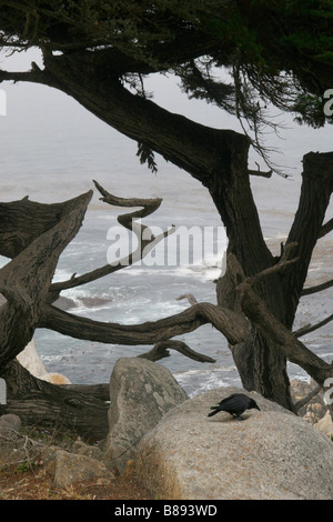 Krähe auf Felsen unter Wind fegte Baum auf nebligen Küste Pebble Beach, Kalifornien. Stockfoto