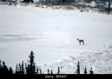 Caribou kreuzt die Straße vor Fahrzeug Denali Alaska Nordamerika Vereinigte Staaten von Amerika Stockfoto