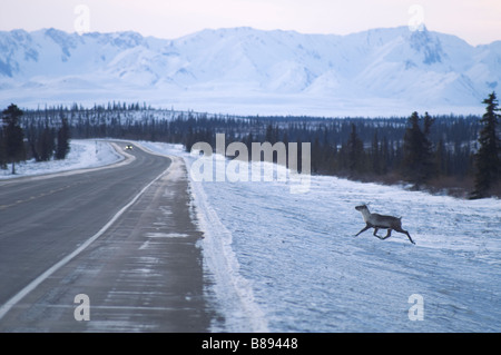 Caribou kreuzt die Straße vor Fahrzeug Denali Alaska Nordamerika Vereinigte Staaten von Amerika Stockfoto