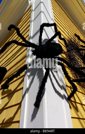 Große haarige Spinnen auf der Außenseite eines Hauses als Halloween Dekoration Stockfoto