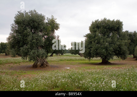 Olivenbäume in Apulien, Süditalien. Stockfoto