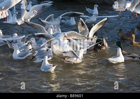 Möwen und Enten kämpfen für Essen in einem Fluss an der nördlichen Küste von Norfolk in England Großbritannien Stockfoto