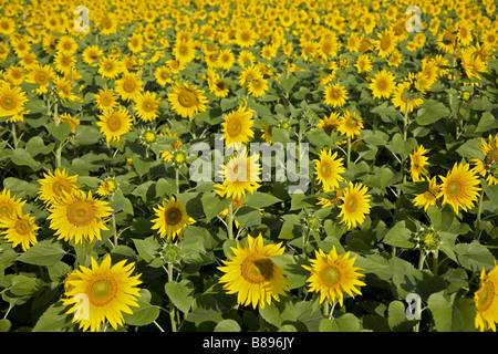 Ein Feld von Sonnenblumen in Indien Stockfoto