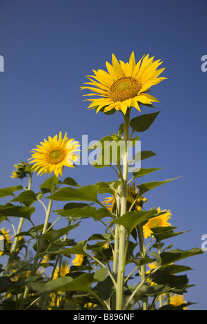 zwei große Sonnenblumen vor blauem Himmel Stockfoto