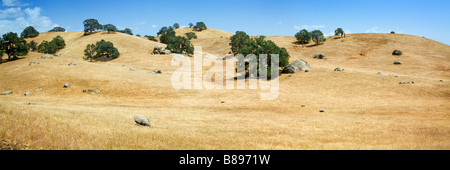 Mehrere Bäume oben auf dem Hügel-Panorama-Aufnahme Stockfoto