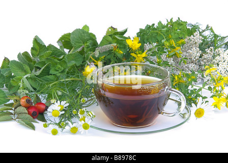Tee-Kräuter-Tee Kräuter 01 Stockfoto