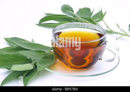 T-Stück Salbei Tee Salbei 01 Stockfoto