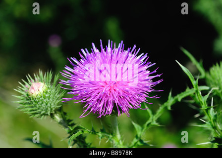 Distel Blume Stockfoto