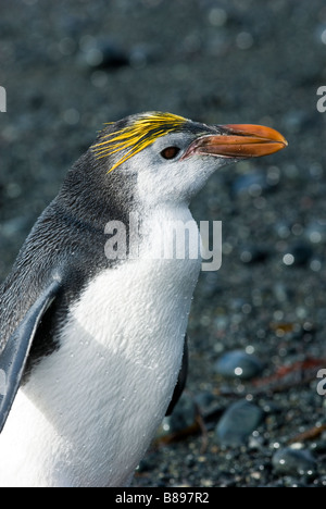 Haubenpinguin auf den Strand, Sandy Bay, Macquarie Island, Australien. Stockfoto