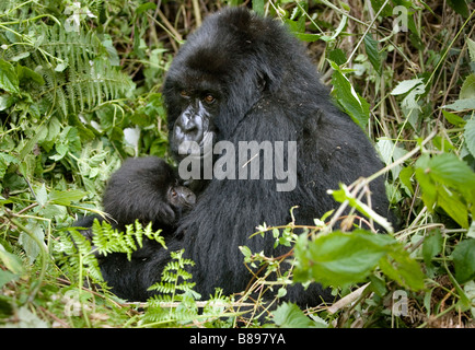 Mutter Feeds baby Mountain Gorilla Gorilla Gorilla Beringei im Volcanoes National Park im Nordwesten Ruandas Zentralafrika Stockfoto