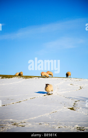 Schafe weiden in den Schnee Horton in Ribblesdale Yorkshire England Stockfoto