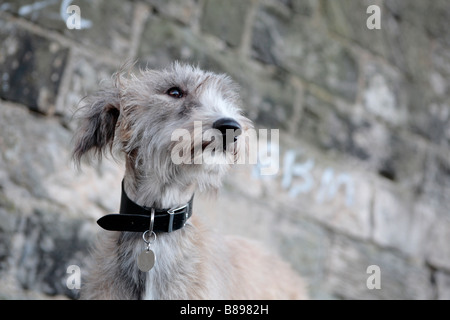 Lurcher Portrait Stockfoto