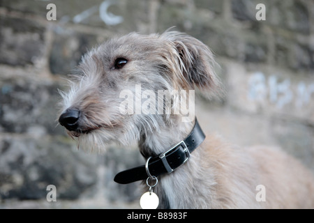 Porträt einer Lurcher Stockfoto