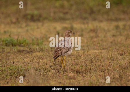 Gefleckte Thick-Knee (Burhinus Capensis) auf den Ndutu Ebenen von Tansania Stockfoto