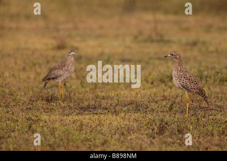 Paar entdeckt Knie (Burhinus Capensis) auf den Ndutu Ebenen von Tansania Stockfoto