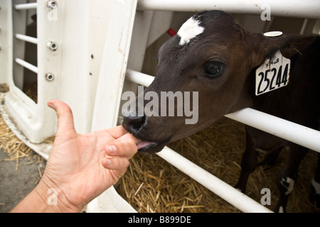 Jungen Kalb 'Holstein Jersey X', an Fotografen Fingern saugen. Stockfoto