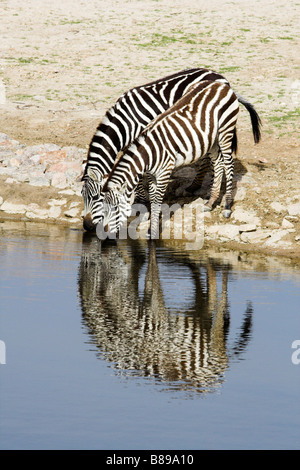 zwei Burchell-Zebras Trinkwasser Stockfoto