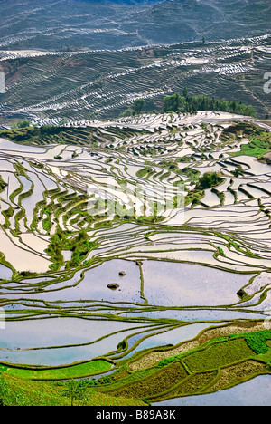 Asien, China, Yunnan Provinz, Yuanyang County. Überfluteten Ai Cun Reisterrassen. Stockfoto