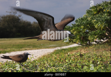 gemeinsamen Noddy im Flug mit zweiten Vogel am Boden Stockfoto
