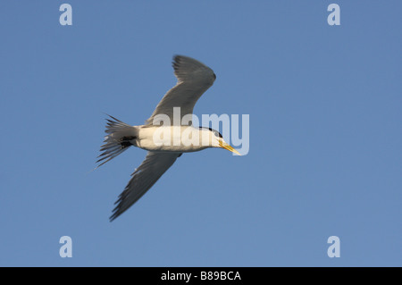 Juvenile crested Tern im Flug Stockfoto