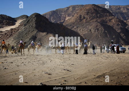 Beduinen Kamel Rennen in Ägypten Stockfoto